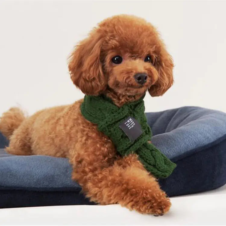 Small brown dog wearing a green sweater on a blue cushion with a white background